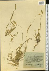 Setaria viridis (L.) P.Beauv., Siberia, Russian Far East (S6) (Russia)