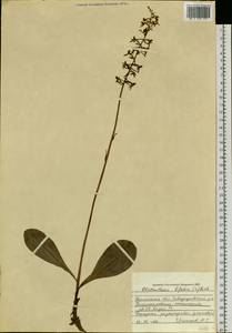 Platanthera bifolia (L.) Rich., Siberia, Western Siberia (S1) (Russia)