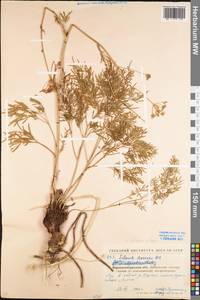 Silaum silaus (L.) Schinz & Thell., Eastern Europe, North Ukrainian region (E11) (Ukraine)