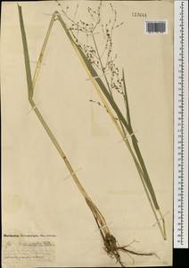 Glyceria lithuanica (Gorski) Gorski, Mongolia (MONG) (Mongolia)