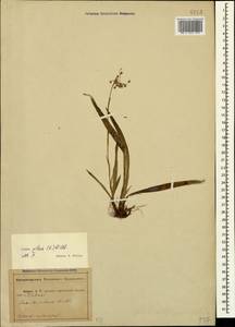 Luzula pilosa (L.) Willd., Caucasus, Abkhazia (K4a) (Abkhazia)