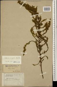 Artemisia scoparia Waldst. & Kit., Caucasus, Azerbaijan (K6) (Azerbaijan)