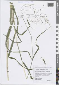 Glyceria lithuanica (Gorski) Gorski, Siberia, Baikal & Transbaikal region (S4) (Russia)