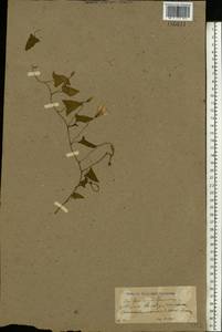 Convolvulus arvensis L., Eastern Europe, North Ukrainian region (E11) (Ukraine)