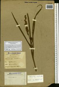 Sparganium emersum Rehmann, Eastern Europe, Moscow region (E4a) (Russia)