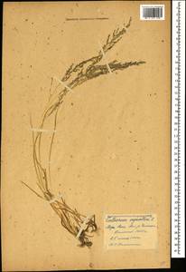 Catabrosa aquatica (L.) P.Beauv., Caucasus, Georgia (K4) (Georgia)