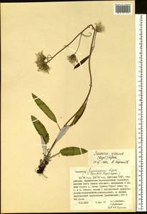 Saussurea ajanensis Lipsch., Siberia, Yakutia (S5) (Russia)