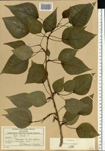 Populus balsamifera, Eastern Europe, Moscow region (E4a) (Russia)
