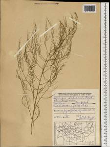 Asparagus dauricus Fisch. ex Link, Mongolia (MONG) (Mongolia)