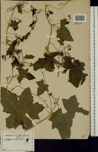 Bryonia alba L., Eastern Europe, Central region (E4) (Russia)
