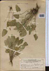 Viola hirta L., Middle Asia, Caspian Ustyurt & Northern Aralia (M8) (Kazakhstan)