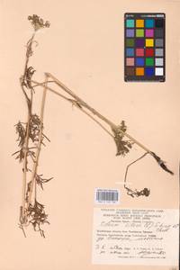 Silaum silaus (L.) Schinz & Thell., Eastern Europe, Eastern region (E10) (Russia)