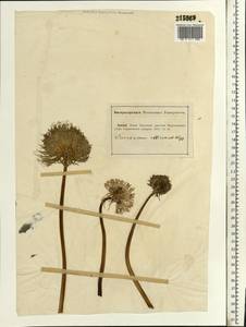 Taraxacum officinale Weber ex F. H. Wigg., Eastern Europe, Lower Volga region (E9) (Russia)