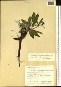 Saussurea ajanensis Lipsch., Siberia, Chukotka & Kamchatka (S7) (Russia)