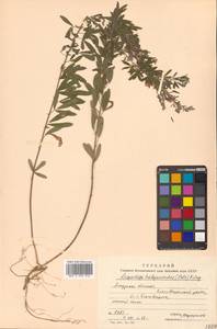 Lespedeza juncea (L.f.) Pers., Siberia, Russian Far East (S6) (Russia)