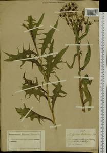 Lactuca tatarica (L.) C. A. Mey., Siberia, Altai & Sayany Mountains (S2) (Russia)