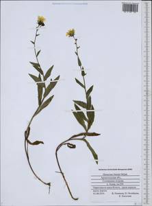 Hieracium umbellatum L., Eastern Europe, Northern region (E1) (Russia)