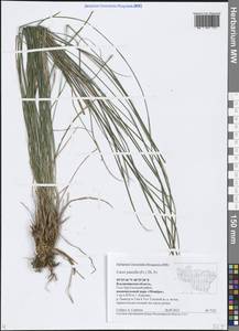 Carex nigra subsp. juncea (Fr.) Soó, Eastern Europe, Central region (E4) (Russia)