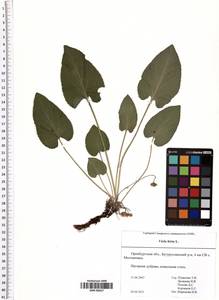 Viola hirta L., Eastern Europe, Eastern region (E10) (Russia)