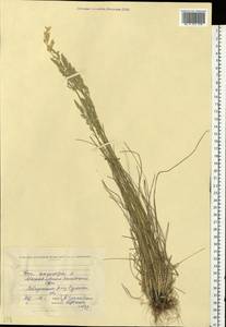 Poa angustifolia L., Eastern Europe, North Ukrainian region (E11) (Ukraine)