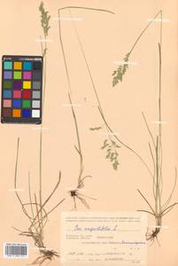 Poa angustifolia L., Siberia, Chukotka & Kamchatka (S7) (Russia)