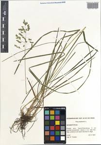 Poa pratensis L., Eastern Europe, North-Western region (E2) (Russia)