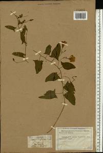 Convolvulus arvensis L., Eastern Europe, North Ukrainian region (E11) (Ukraine)