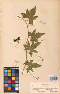 Bryonia alba L., Eastern Europe, North Ukrainian region (E11) (Ukraine)