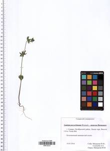 Lamium amplexicaule var. orientale (Pacz.) Mennema, Eastern Europe, Middle Volga region (E8) (Russia)