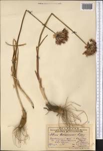 Allium barsczewskii Lipsky, Middle Asia, Pamir & Pamiro-Alai (M2) (Uzbekistan)