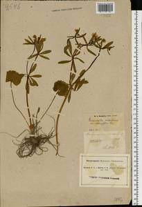 Ranunculus cassubicus L., Eastern Europe, South Ukrainian region (E12) (Ukraine)