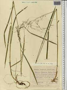 Glyceria lithuanica (Gorski) Gorski, Eastern Europe, Northern region (E1) (Russia)