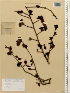 Parrotia persica (DC.) C. A. Mey., Caucasus, Azerbaijan (K6) (Azerbaijan)