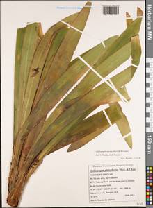 Ophiopogon erectus Aver. & N.Tanaka, South Asia, South Asia (Asia outside ex-Soviet states and Mongolia) (ASIA) (Vietnam)
