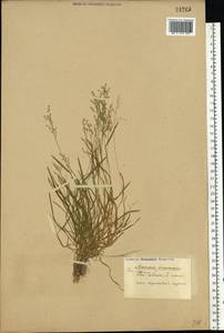 Poa annua L., Eastern Europe (no precise locality) (E0) (Not classified)