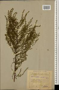 Artemisia scoparia Waldst. & Kit., Caucasus, Azerbaijan (K6) (Azerbaijan)