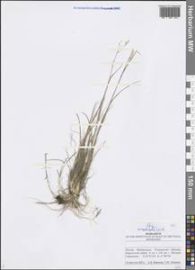 Poa angustifolia L., Eastern Europe, Middle Volga region (E8) (Russia)