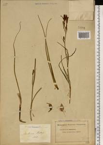 Ixiolirion tataricum (Pall.) Schult. & Schult.f., Eastern Europe, Eastern region (E10) (Russia)