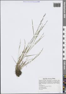 Agrostis clavata Trin., Siberia, Russian Far East (S6) (Russia)