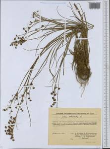 Juncus articulatus L., Eastern Europe, South Ukrainian region (E12) (Ukraine)