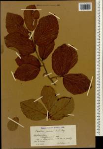 Parrotia persica (DC.) C. A. Mey., Caucasus, Azerbaijan (K6) (Azerbaijan)