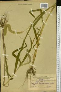 Setaria pumila (Poir.) Roem. & Schult., Siberia, Russian Far East (S6) (Russia)