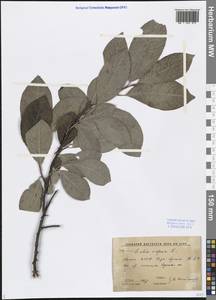 Salix caprea L., Eastern Europe, Northern region (E1) (Russia)