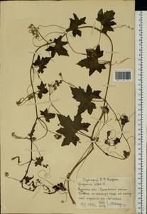 Bryonia alba L., Eastern Europe, Central forest-and-steppe region (E6) (Russia)