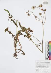 Sonchus arvensis L., Eastern Europe, Central region (E4) (Russia)