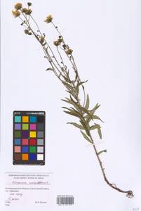 Hieracium umbellatum L., Eastern Europe, North-Western region (E2) (Russia)