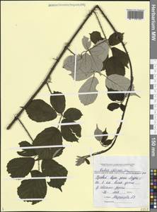 Rubus ibericus Juz., Caucasus, Black Sea Shore (from Novorossiysk to Adler) (K3) (Russia)