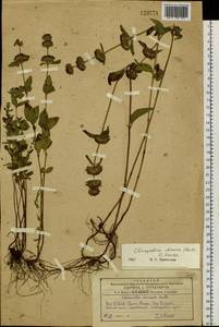 Clinopodium chinense (Benth.) Kuntze, Siberia, Russian Far East (S6) (Russia)