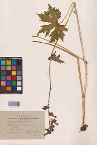 Aconitum septentrionale Koelle, Eastern Europe, Eastern region (E10) (Russia)