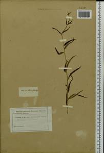 Hieracium umbellatum L., Siberia (no precise locality) (S0) (Russia)